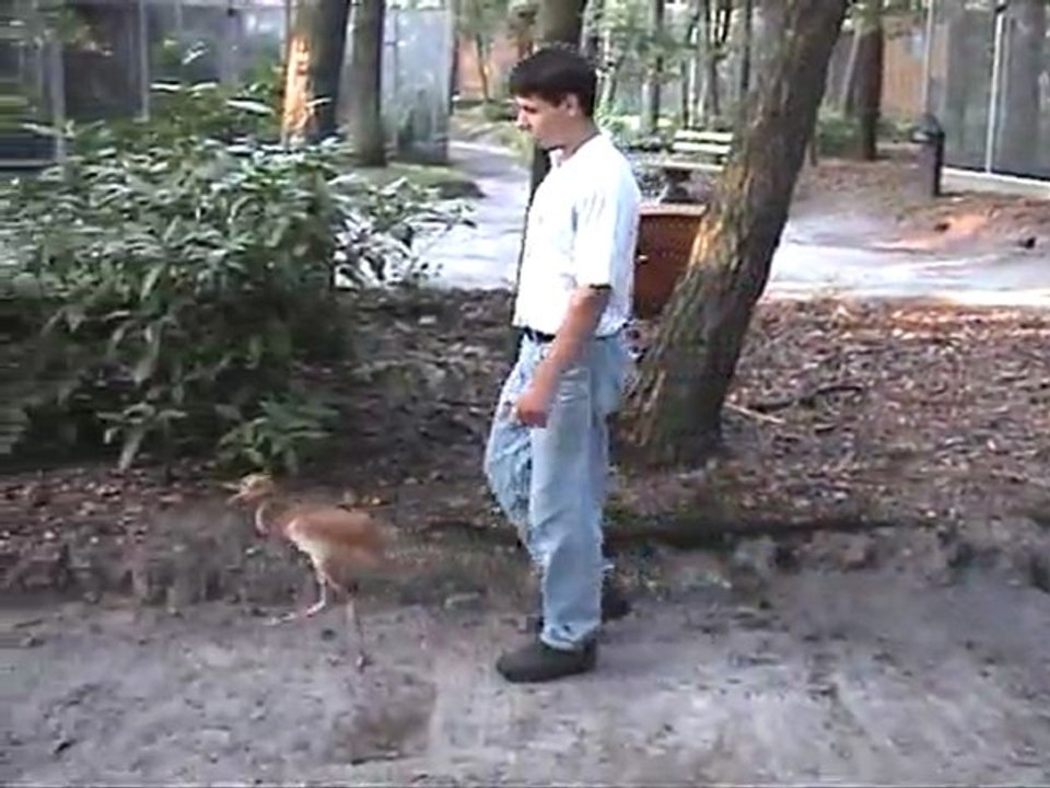 Walking with the Siberian Crane by Harry Geurts -  C 2012 Belgium.  harrygeurts@hotmail.be
