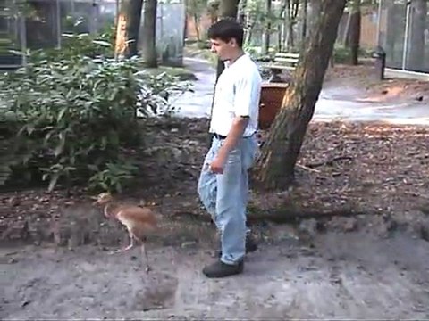Walking with the Siberian Crane by Harry Geurts - C 2012 Belgium. harrygeurts@hotmail.be