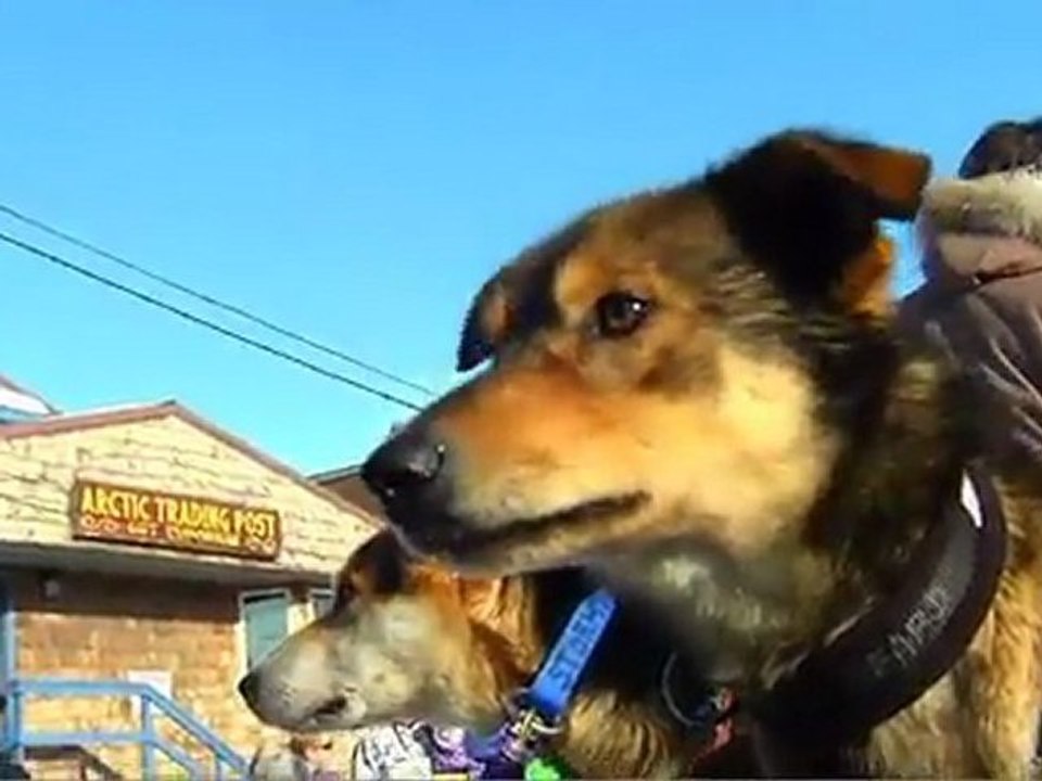 Iditarod 2012-Berington-Twins-Arrive-In-Nome-Together-Forum Chiens de traineau.