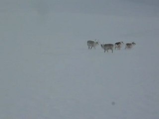 Svalbard Polar Reindeers