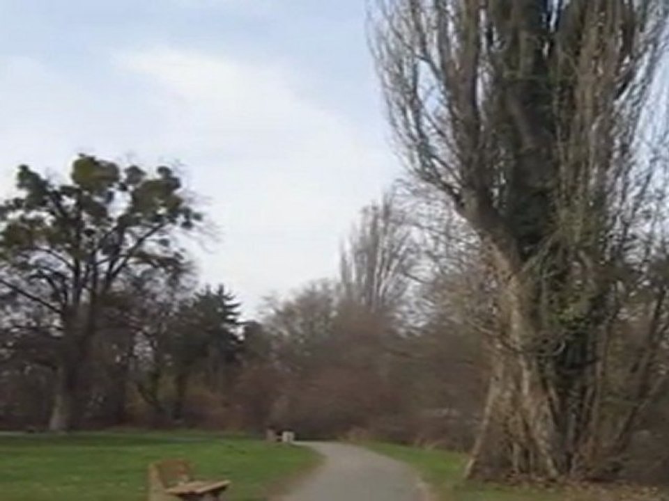 B2-C1 Hörverstehen Sprichwort Bäume wachsen nicht in den Himmel