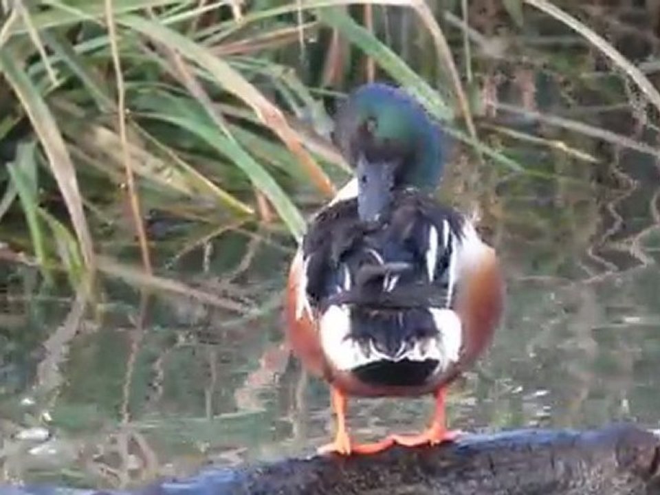 Canard souchet II