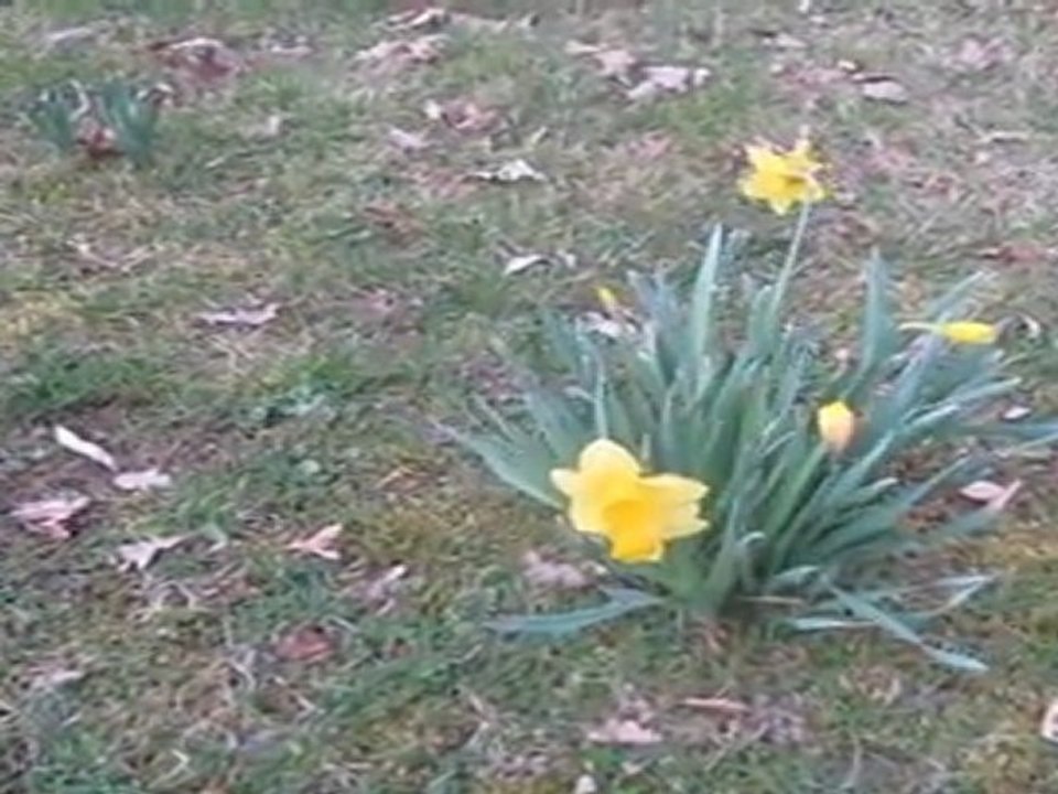 A1 hörverstehen osterglocken blühen