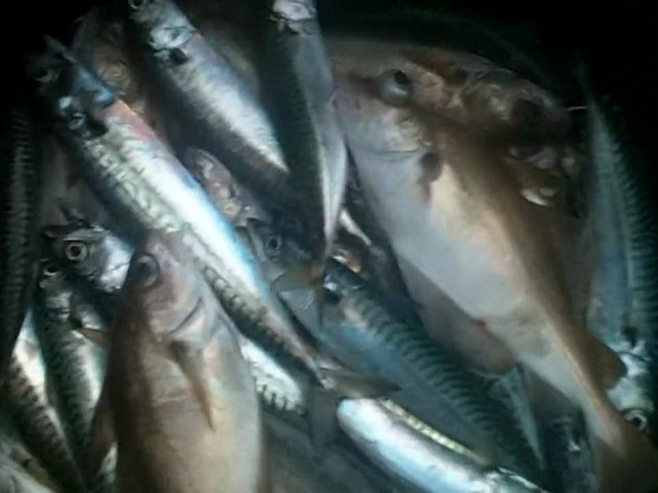 dorade et lieu jaune