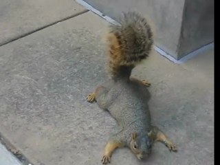 SQUIRREL PLAYING DEAD