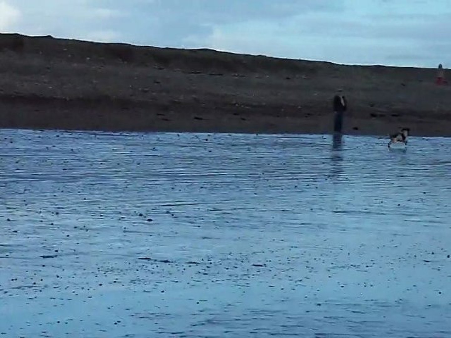 Toddie's St. Patrick's Day Swim #2