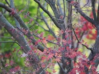 BATIC ANGEL ORGANIC  VINEYARD WINE