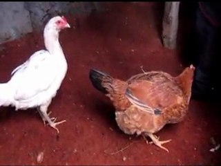 Mikroskobik Tavuk Yumurtası