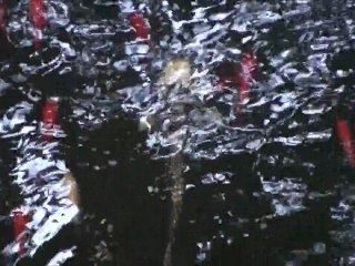 didi tokaoui - POISSON BRANCHE