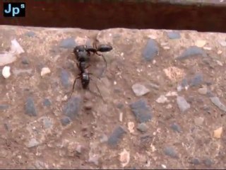 big ant fight 2