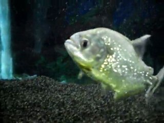 Yine Tepki Yine Tepki =))