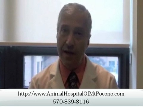 Licensed Veterinarian in Mt. Pocono PA
