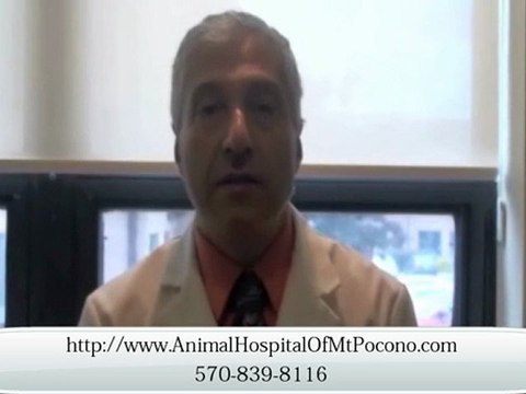 Mt. Pocono Veterinarian – How He Became a Vet