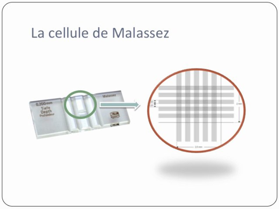 Dénombrement de levures