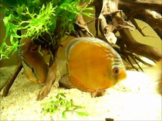 Symphysodon aequifasciatus haraldi Manacapuru wild 2