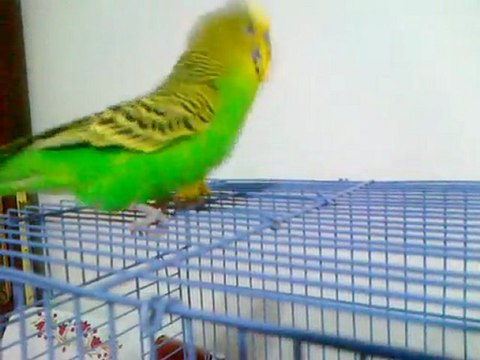 napıyon len diyen konuşan kuş ciciş bu kuş harika çay içiyor