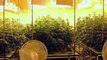 Hydroponics - Hydroponic Marijuana Growing - Hydro Weed Grow How To - 16