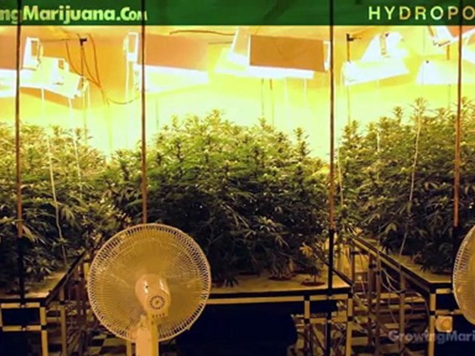 Hydroponics - Hydroponic Marijuana Growing - Hydro Weed Grow How To - 16