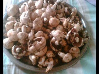 Haya Yaylası: Doğa Harikası Köy 🌲