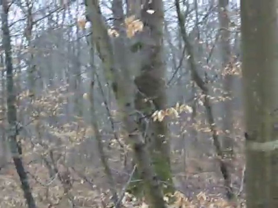 Chasse à courre :  Halatte l' "Attaque"