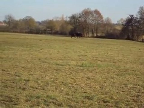 Vox de Thalie, Tf pouliche noire pangarée, à l'entrainement; Babioca de thalie Hongre Dsa par Nachwan bai; Alhea de Thalie Tf femelle par Halimède