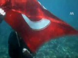Denizde Türk bayrağı açtılar