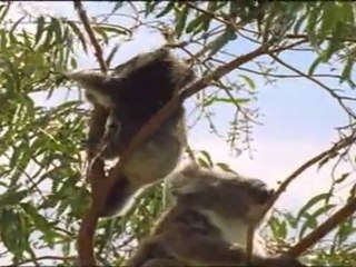 1 - Mamiferos - Un Diseño Ganador