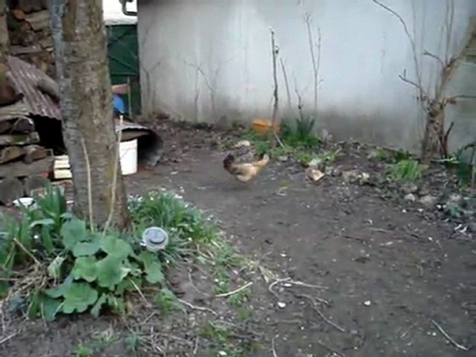 Les aventures de Dame Poule 003