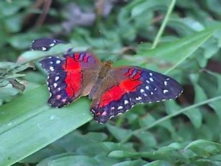apre la casa delle farfalle