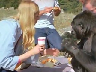 Konuşan Goril Koko  8/8