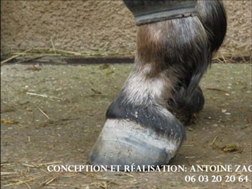 Cheval pied bot