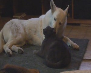 entre chat et chien calin