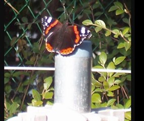 La chasse aux papillons