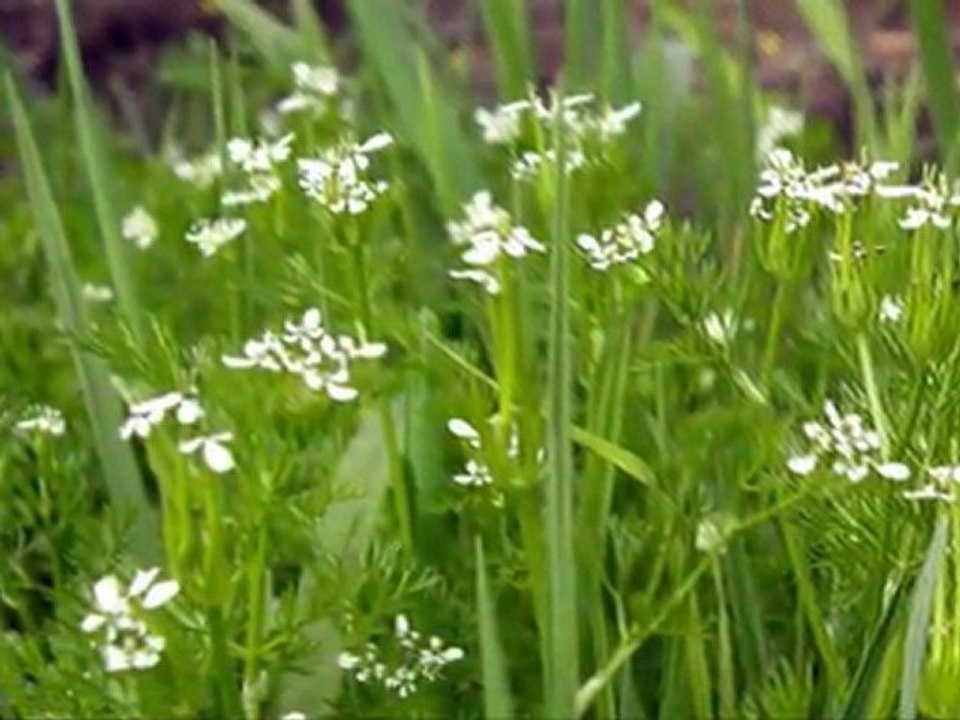 seborga