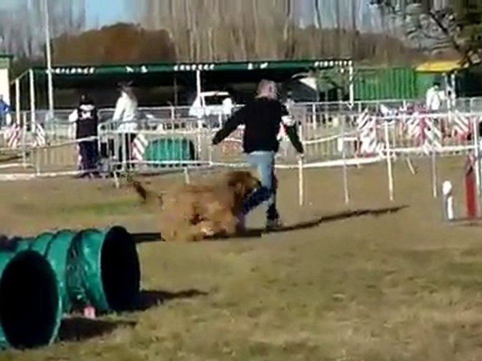 Esméralda du Val de Méouge dite Bambou à l'open d'agility de Chateauneuf les Martigues le 25 février 2012