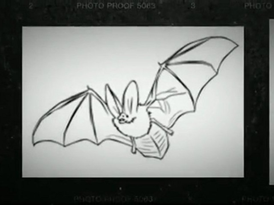 Venice Bat Removal Deadline Near | 941-485-6313