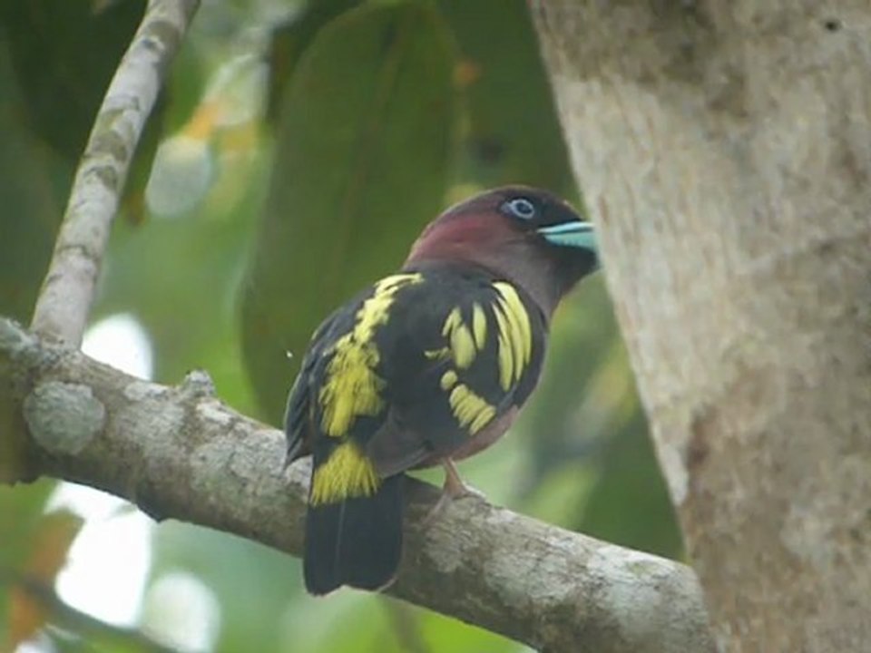 Banded Broadbill by Tony Eagle Eye