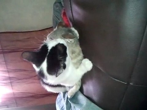 félix et pitchoune les chats