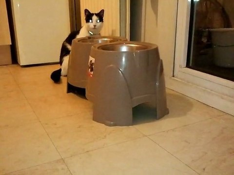 félix et pitchoune les chats