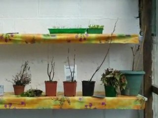 Jardin & Serre - 1ère quinzaine de mars 2012