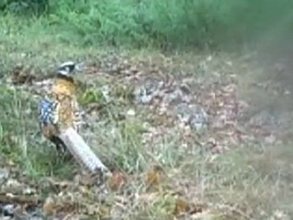 Faisan vénéré mâle - BS Planet BS 508 BF