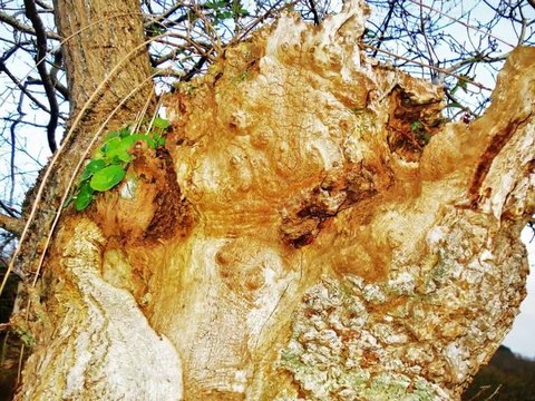 MARAIS DU QUELLEN ABRES DRUIDES LEGENDES BRETAGNE TREBEURDEN