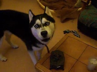 comment se faire respecter par son chien en 1 leçon