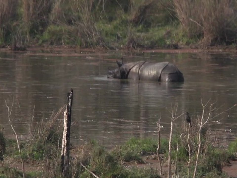Rhino hippo