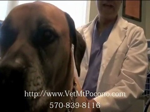 Skin Dermatology and Ear Problem Treatment for Pets