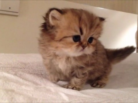 Hollie de Silver Gate, Chaton femelle Persan Golden Shaded