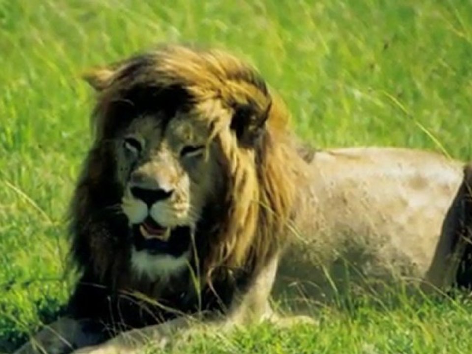 Jambo Bwana - Safari au Kenya en mai 2000 (2)