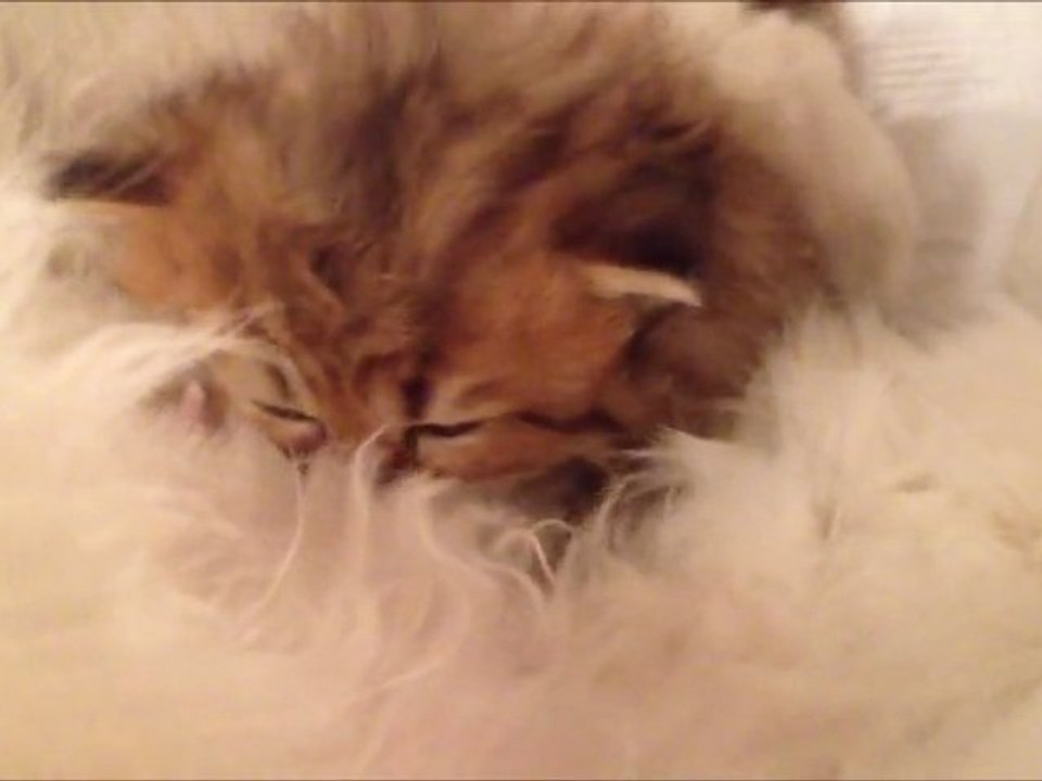 Hooky de Silver Gate, Chaton mâle Persan Golden Shaded