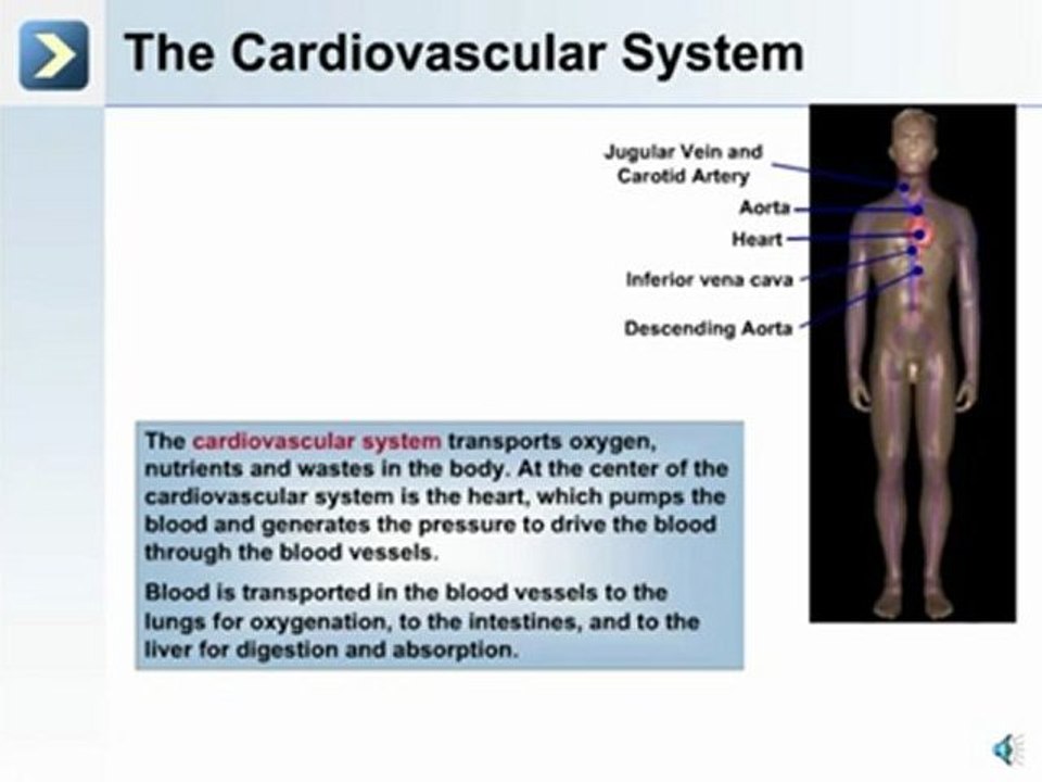 Intro to the Human Body - How to Study Anatomy and Physiology