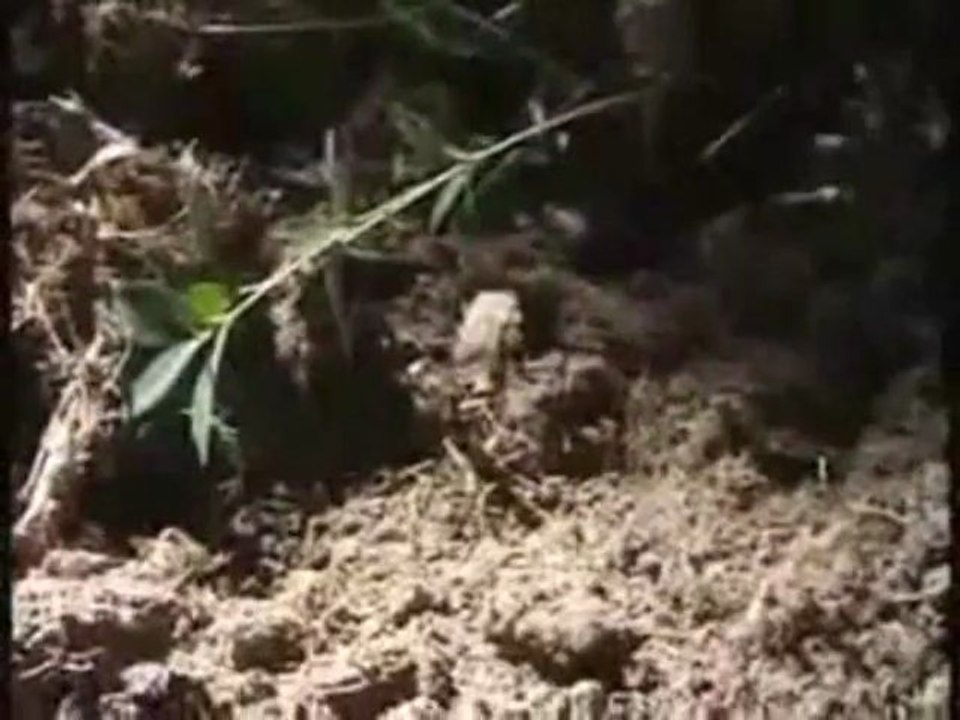 Le compost